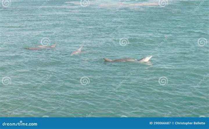 Dolphin Feed Time