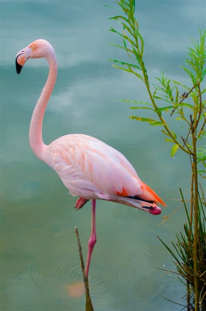 Pink Flamingo